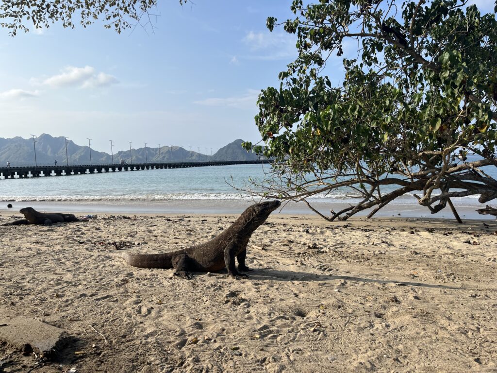 Komodo's spotten op Komodo Island