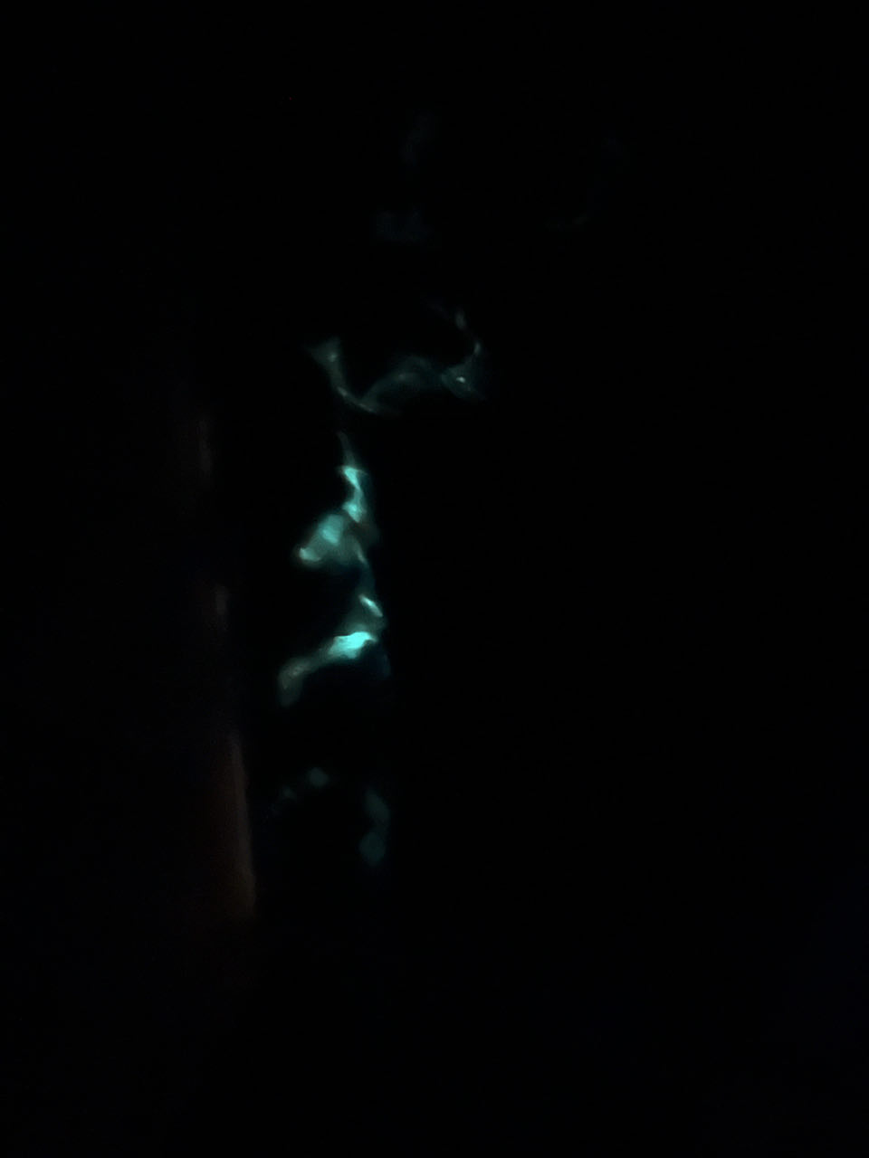Komodo Plankton