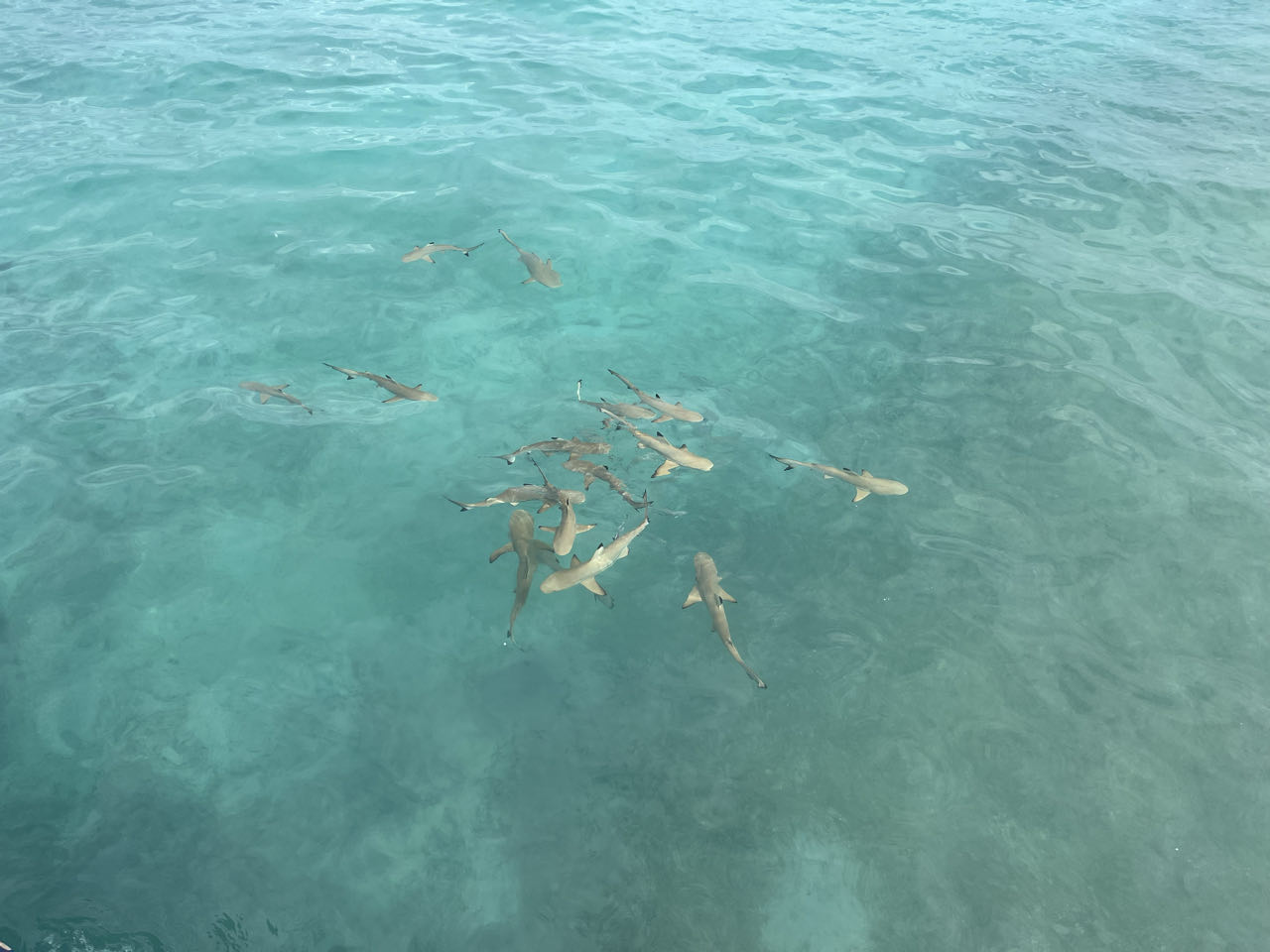 Baby Sharks Komodo